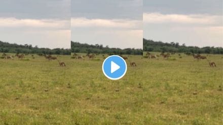 Zebra and lioness