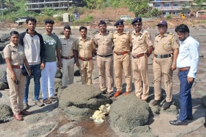 A whale vomit-like substance weighing about 5 to 6 kg was found among the rocks at Harnai beach dapoli