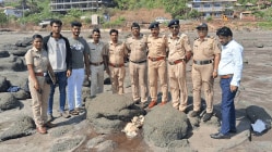हर्णे समुद्रकिनारी दगडात सापडला ५ ते ६ किलो वजनाचा व्हेल माशाच्या उलटी सदृश पदार्थ