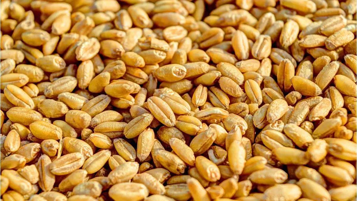 The total production of wheat in the country this years Rabi season has reached about 1132 lakh tonnes
