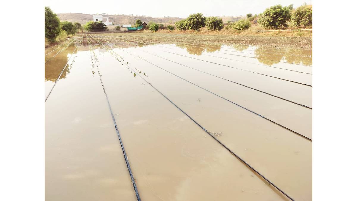 Unseasonal rains and hailstorms have damaged agricultural crops in Parner tehsil