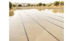 Unseasonal rains and hailstorms have damaged agricultural crops in Parner tehsil