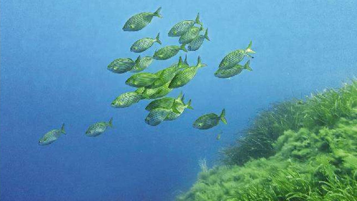 protect oceans, action to protect the oceans,