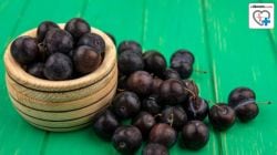 Jamun For Fatty Liver : ‘फॅटी लिव्हर’साठी जांभूळ कसे फायदेशीर आहे? वाचा, दिवसातून किती जांभूळ खावे?