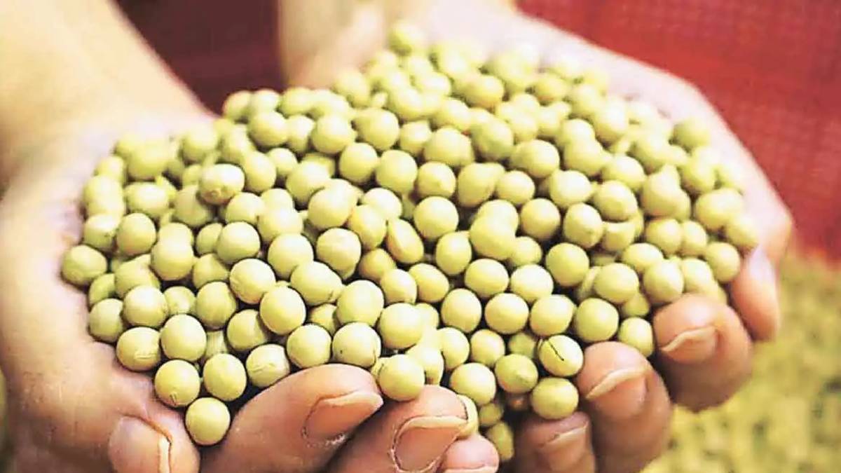 Agriculture department officials in Dhule district seized fake seeds worth about Rs 22 lakh