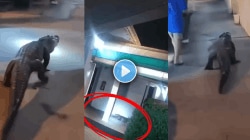 बापरे! हॉटेलच्या बाहेर दिसली ६ फूट लांबीची जंगली मगर, VIDEO पाहून काळजात भरेल धडकी