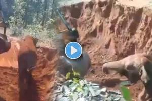 Baby Elephant Rescued viral video