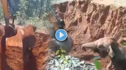 Baby Elephant Rescued viral video