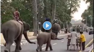 Baby elephant grabs snack from fruit cart Viral video