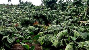 In Jalgaon banana plantation destroyed by heavy rain