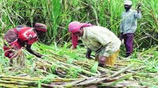 Beed launches Arogya Mitra for health of women sugarcane workers