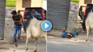 Bull Attack Man video viral