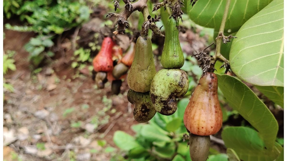 konkan farmers distress unseasonal rains expecting immediate government help