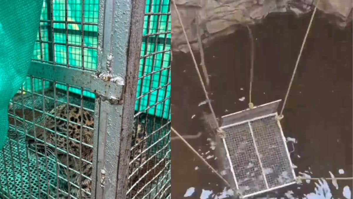 Chasing bear leopard falls into open well rescue operation in Bor tiger reserve buffer zone nagpur