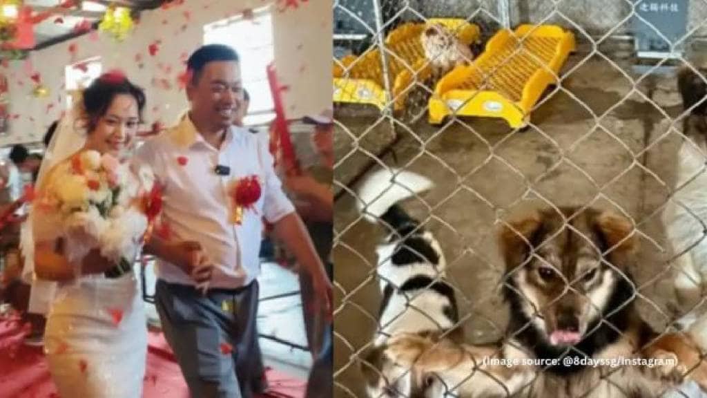 Chinese couple gets married at dog shelter