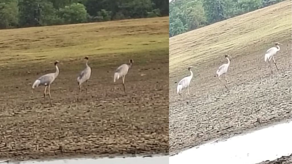 Cranes census Gondia 36 birds were found number has increased compared past two years