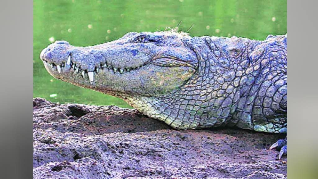 Suspicious death of crocodile found in Aarey Mumbai print news