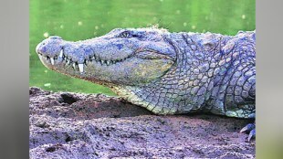 Suspicious death of crocodile found in Aarey Mumbai print news
