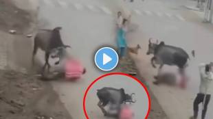Delhi Bull Attack in man video viral