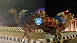 Drunk man rides camel on Hyderabad flyover rescued by commuters Thrilling video