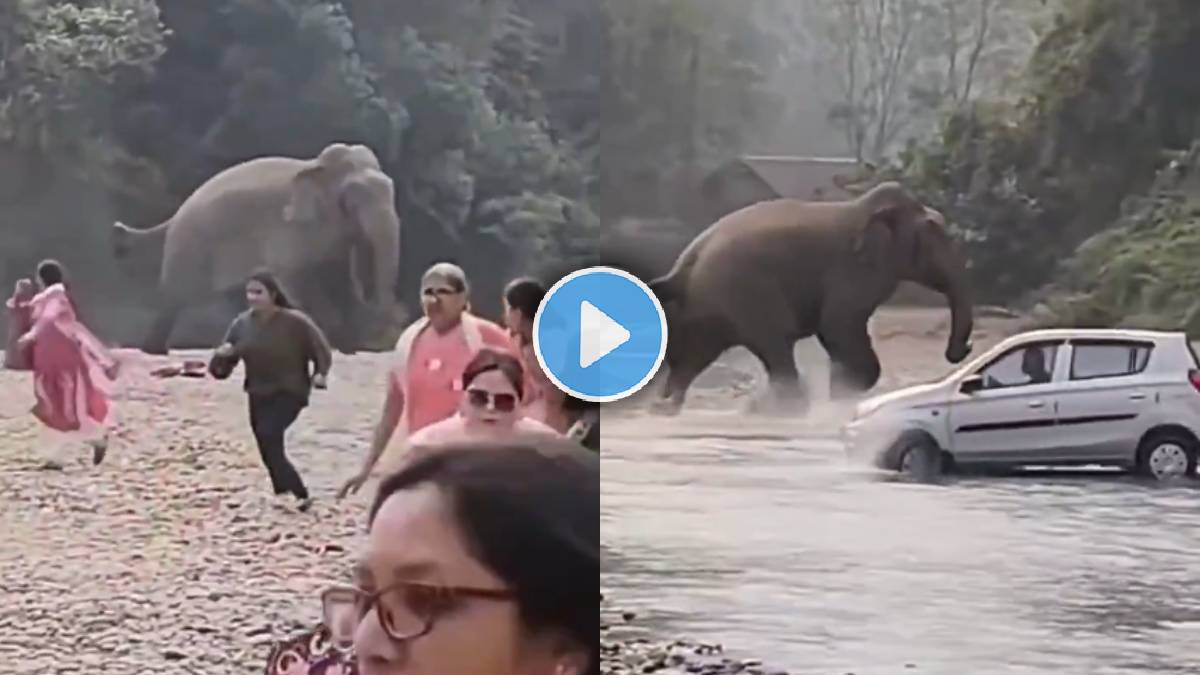 Elephant Shocking Video