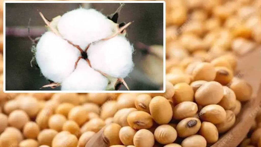 Farmers will face difficulties due to shortage of cotton seeds in this Kharif season as well