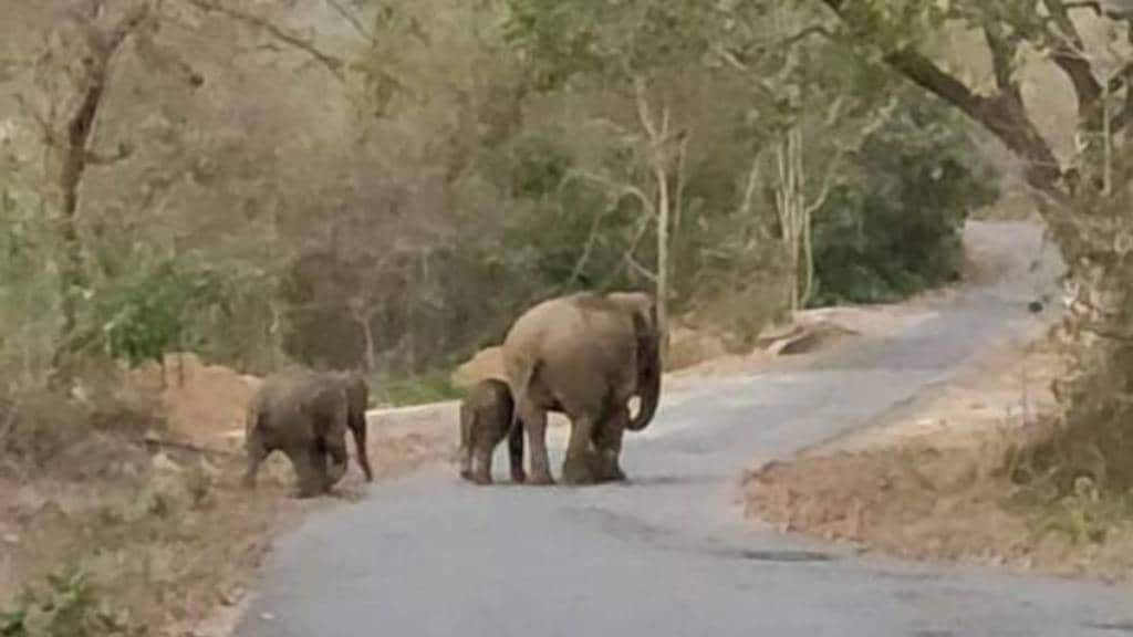 Ganesh elephant family gathering news in marathi