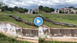 Giant Anaconda Snake video viral
