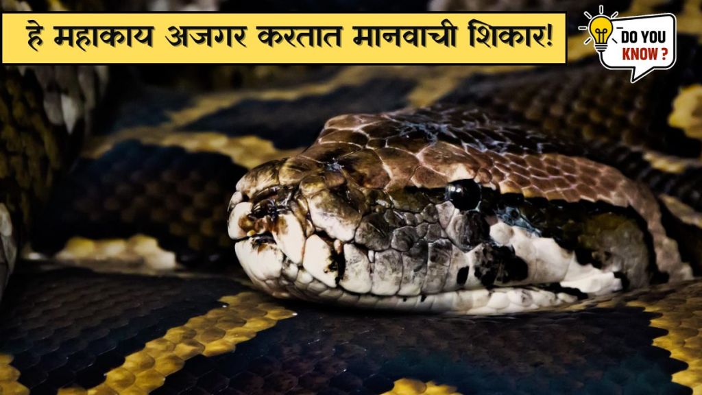 Giant pythons that eat humans
