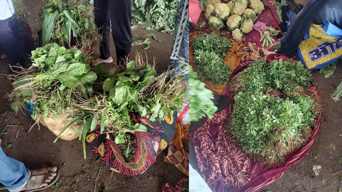 Heavy rains cause extensive damage to leafy vegetables in the fields
