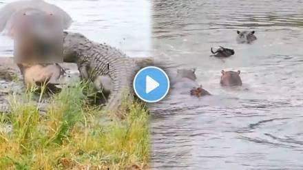 Hippos save wildebeest from crocodiles video