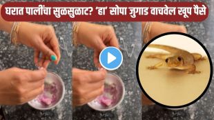 How to Get Rid of Lizards at Home