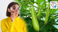 Benefits Of Lauki Peel: तुम्हीदेखील दुधीची साल फेकून देता? मग थांबा! ‘हे’ फायदे वाचाल, तर व्हाल थक्क; वाचा, तज्ज्ञांचा सल्ला