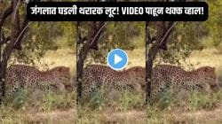 जंगलातली सत्ता बदलली? तरसाने केला बिबट्याचा मोठा गेम; तरसाने असं काय केलं? पाहा Video
