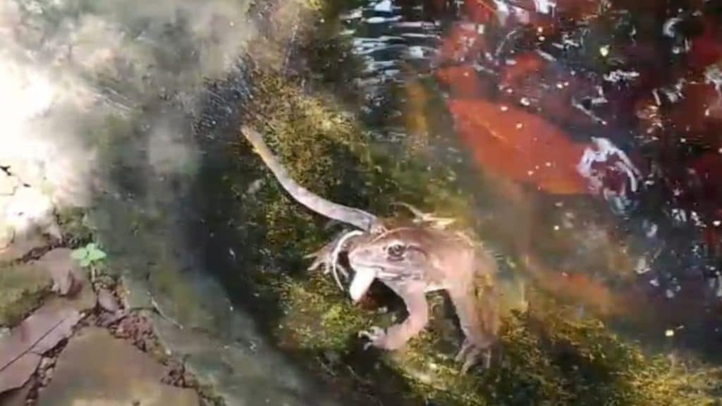 Sawantwadi wildlife Indian bull frog swallowing The striped keelback snake study for wildlife researchers