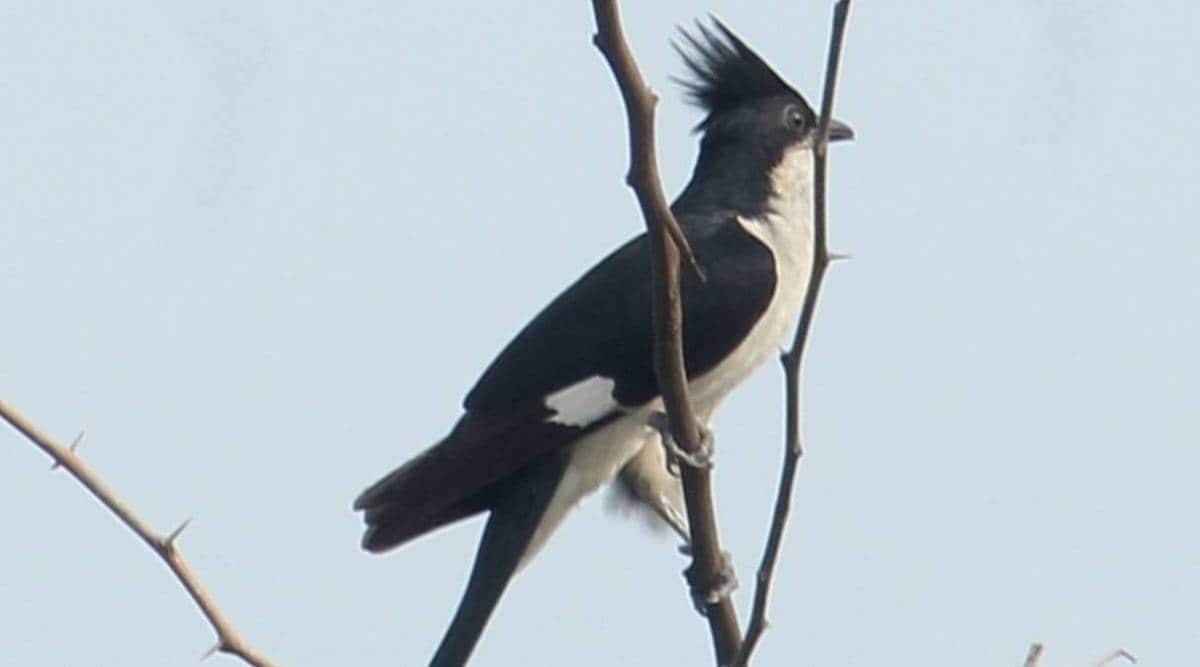 Jacobin Cuckoo migration in india