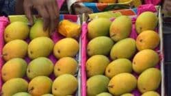 कर्नाटक हापूसचा हंगाम अखेरच्या टप्प्यात
