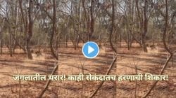 बापरे! काही सेकंदातचं ‘या’ महाकाय प्राण्यानं हरणाला केलं फस्त; जंगलातील Video पाहून तुमच्याही अंगावर येईल काटा