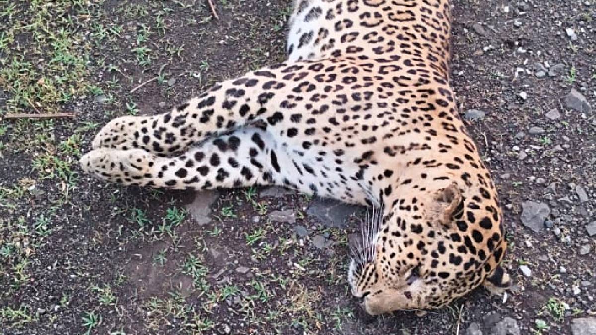 Buldhana District Khamgaon Tehsil Khamgaon-Chikhli Road Ganeshpur Accident Leopard dies in vehicle collision