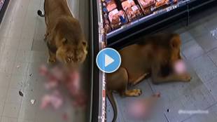 Lion Inside South African Grocery Store video