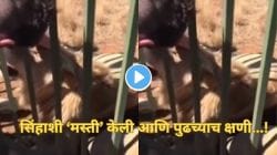 बापरे! बंदिस्त सिंहाला गोंजारताना घडलं भयंकर; क्षणात सिंहाने दाखवली ताकद अन् अंगावर काटा आणणारा Video व्हायरल