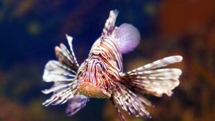 Indian lionfish recorded from Mumbai on the global biodiversity registry website iNaturalist Mumbai print news