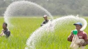 chhatrapati sambhajinagar farmers complaining about lack of urea fertilizer