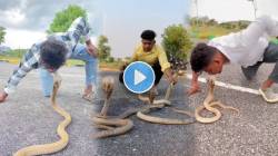 फणा काढून बसलेल्या किंग कोब्राला तरुणानं केलं किस, VIDEO पाहून लोक हैराण; म्हणाले, “जीवघेणा…”
