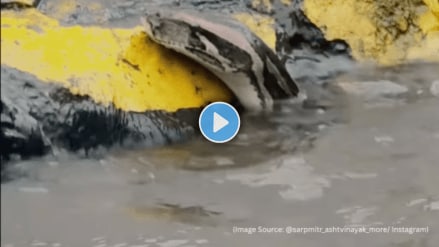 Massive python swims through flooded Navi Mumbai streets