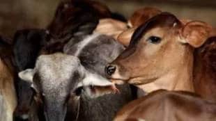 Meat resembling cow dung was found in the watchmans room of Yashoda Apartment in Ratnagiri city