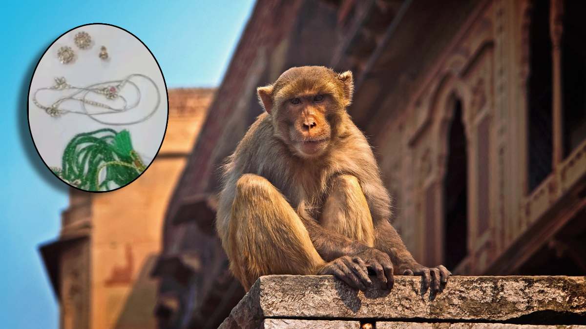 Monkey Steals Diamond Jewellery Bag Snatch In Vrindavan