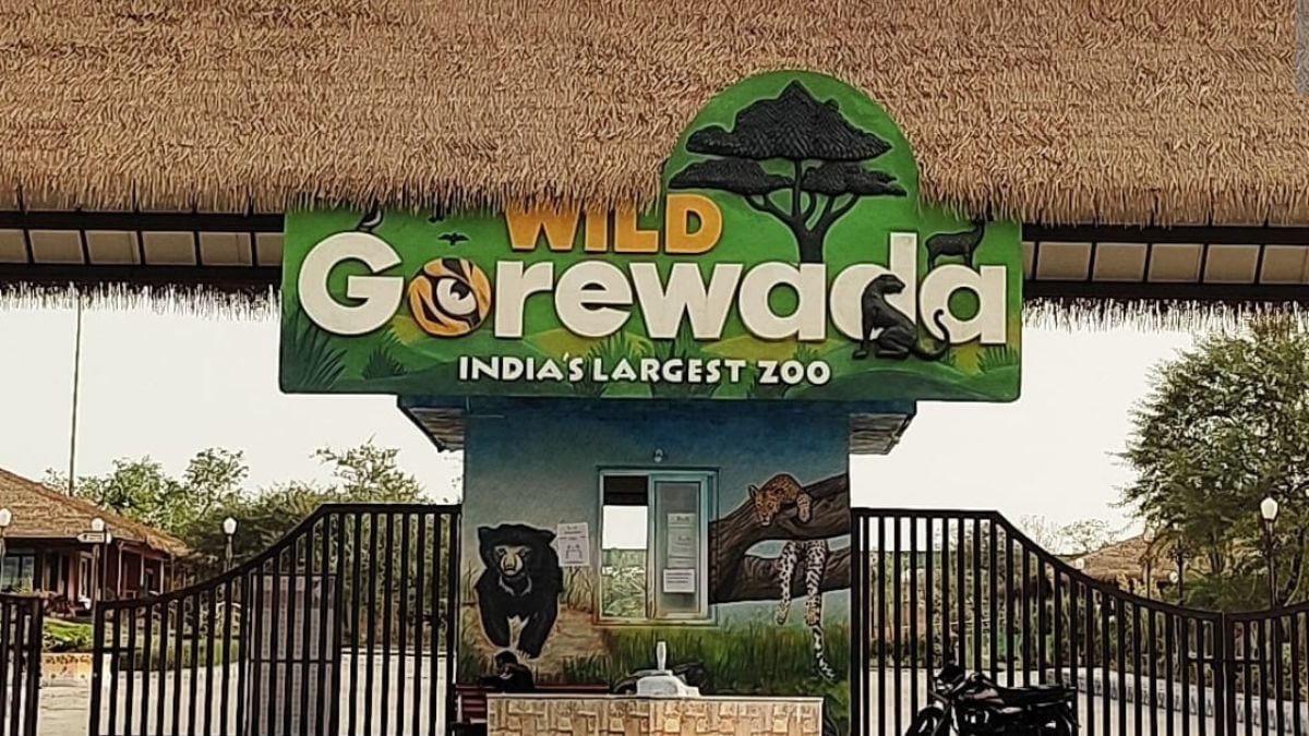 Nagpur gorewada zoo three bear fight one death incident management problems by system