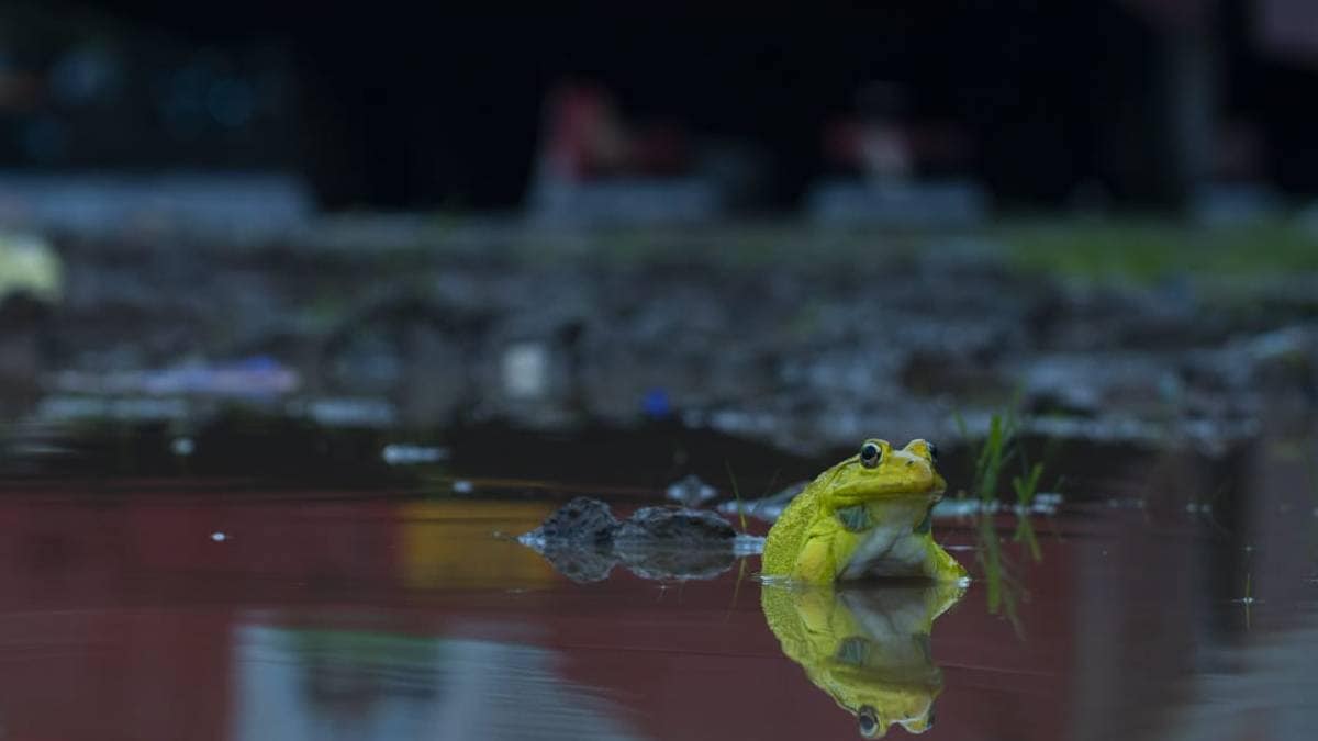 Indian Bull Frog