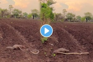 Mongoose Attack Snake Viral Video who will win battle watch this viral video on social media